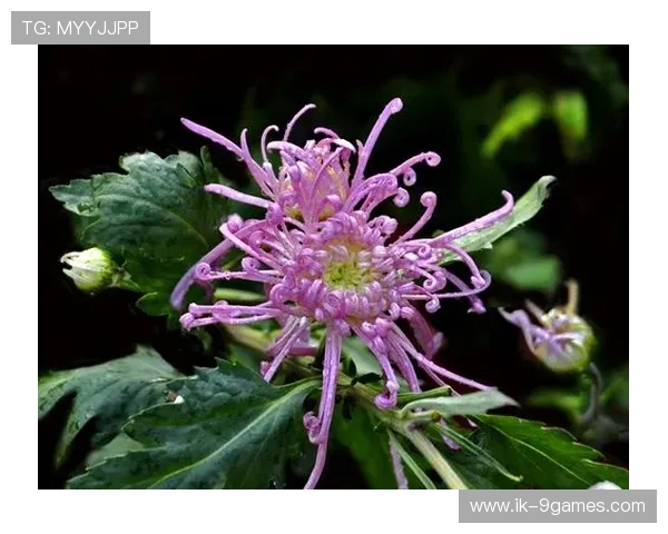 F124点击开始游戏后无响应问题解决方法与常见故障排查技巧
